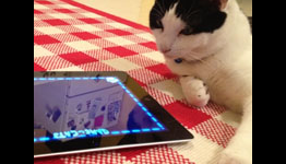 $20K Prize to Make a Game for Cats