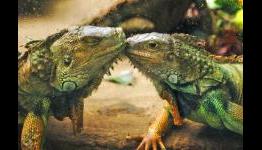Two games show the softer side of reptiles