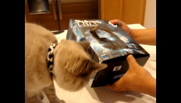 Skullcandy PLYR 1 Headset review unit Unboxing with Cats – Examiner