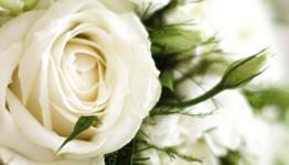 flowers,gifts and cakes send online through crazy florist.