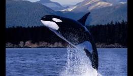 The dangers of being a whale