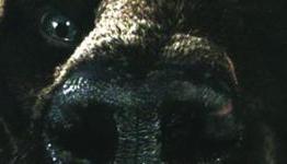 New Image of Beorn in Bear Form For The Hobbit: The Desolation of Smaug