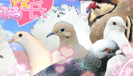Pigeon dating game Hatoful Boyfriend in Groupees bundle
