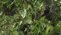 Just Cause dev travels to Costa Rican rainforest for research