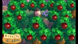 Animal Crossing New Leaf – How to grow Perfect Fruits