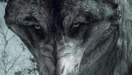 Call of Duty Wolf versus Oblivion Horse Armor
