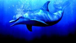 3D Ecco the Dolphin review [Nintendo Insider]