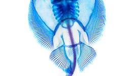 Stunning insight into marine anatomy revealed through colourful dye