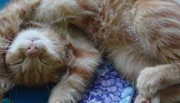 Game gotcha stumped? Study suggests sleep on it