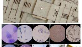 Paper Microscope for less than a dollar? Meet FoldScope!
