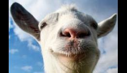 Goats, Bears And Clumsy Surgeons – The Welcome Insanity Of Novelty Sims