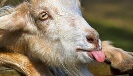 Goat Simulator Review | G4MERS