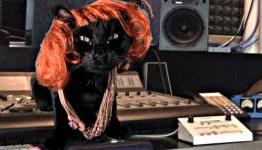 VH1’s April 1 Lineup Includes ‘Mob Cats’