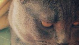 Top 5 Pet Peeves: InRetroSpect Raw