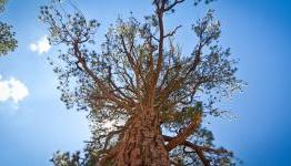For every 100 porn videos you watch, Pornhub will plant a tree