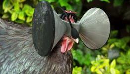 Virtual Reality, for chickens?