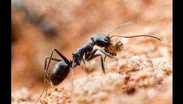 The Ant Colony in your garden is smarter than Google