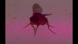 Linux app lets you control fruit fly brains – with frikkin’ Lasers