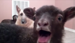5 Fairly Stupid Free Games That Will Really Get Your Goat Android