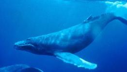 New study finds that whale poop fights global warming