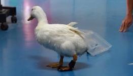 3D-printed leg brace gives Quack-Quack the duck second lease at life