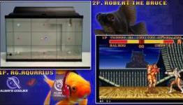 Want To Become A Pro Gamer? This Fish Has Beaten You To It