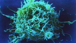 New research suggests that cancer is an unstoppable killer that can’t be eradicated
