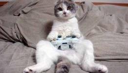 Top 10 Video Games About Cats