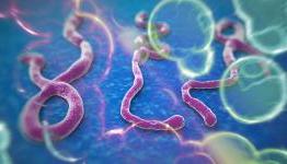 Anti-Ebola drug called ZMapp shows promise; 18 of 18 monkeys cured