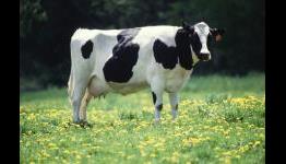 Milking the Cash Cow