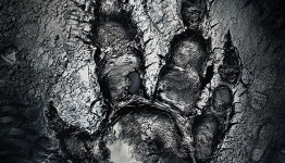 Joe Plays – Evolve (Alpha Footage)