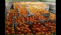 Shakhtar Captain Darijo Srna Sends 20 Tonnes Of Tangerines To Children In War-Torn Donetsk