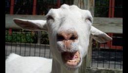 Bungie and Ubisoft could learn from a Goat – Paid DLCs and the Hype-Train