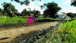 A New Year & New Pokemon MMO Rumors Surface