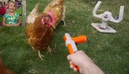 Ask Riley – Help! My Chickens Won’t Play Games!