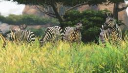 Cabela’s African Adventures PS4/Xbox One Launch Trailer