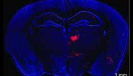 Discovery of communication link between brain areas implicated in schizophrenia