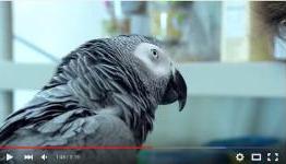 How to enable the new Youtube design layout