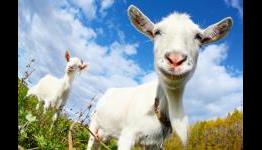 Goat Simulator – Review – Xbox One UK