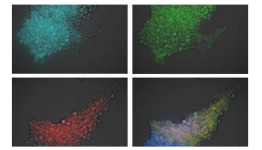 All will be illuminated: Real-time multicolor imaging with luminescent protein-based Nano-lanterns