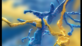 EyeWire Is Making Neuroscience Research Cool Again