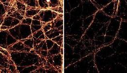 Neurons constantly rewrite their DNA