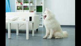 9 Best Dog Tech Devices Pet Owners Love