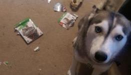 This Dog Was Pretty Mad About The Witcher 3’s Visual Downgrade