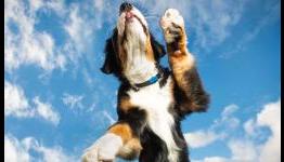 What Future Pet Technology Every Dog Owner Will Want?