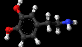 Study finds connection between age-related cognitive decline and dopamine levels