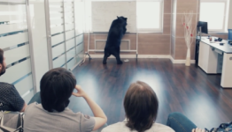 Bear Invades Russian Game Developer’s Office, Watches Bear Pornography