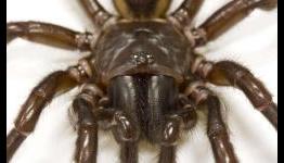 Spider and centipede venom evolved from insulin-like hormone