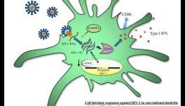 Dendritic cells of elite controllers able to recognize, mount defense against HIV