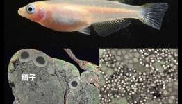 To be sperm, or not to be sperm? Discovery of genetic switch that determines germ cell fate